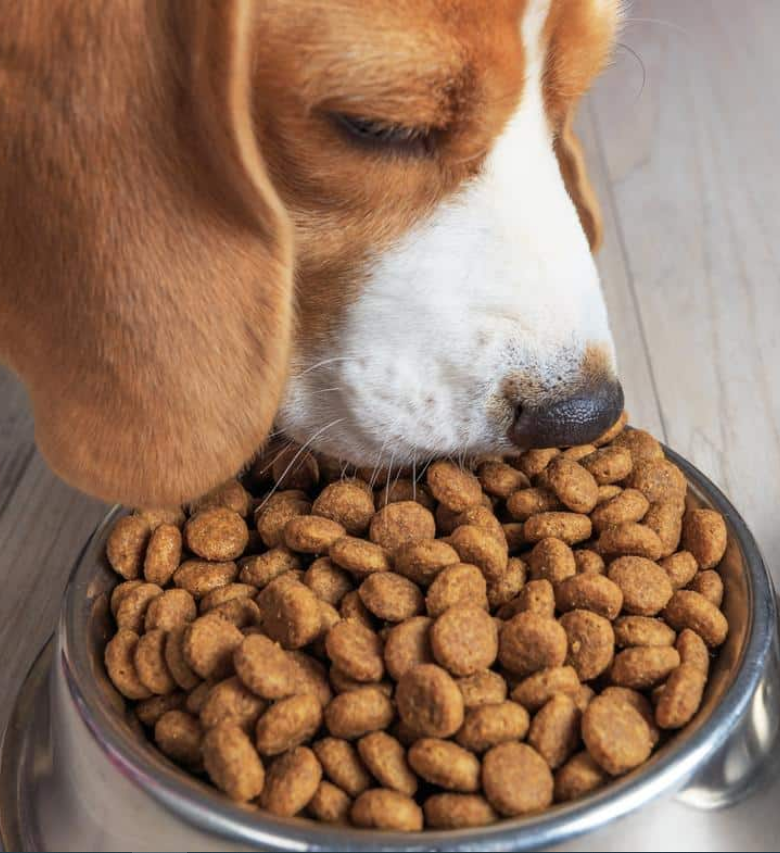 Best Pet Food Brands