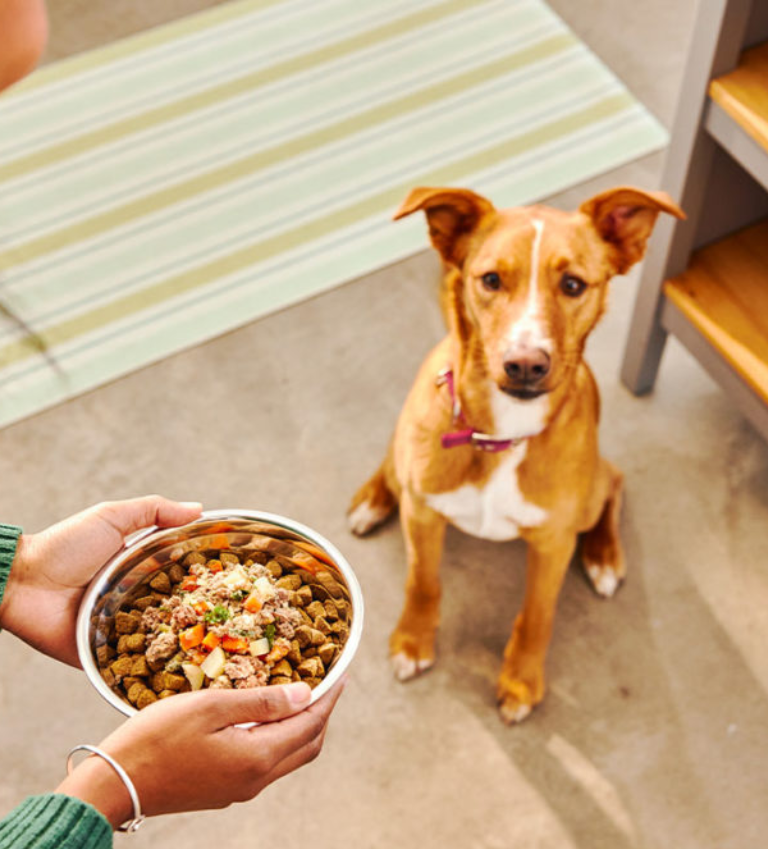 Best Pet Food Brands