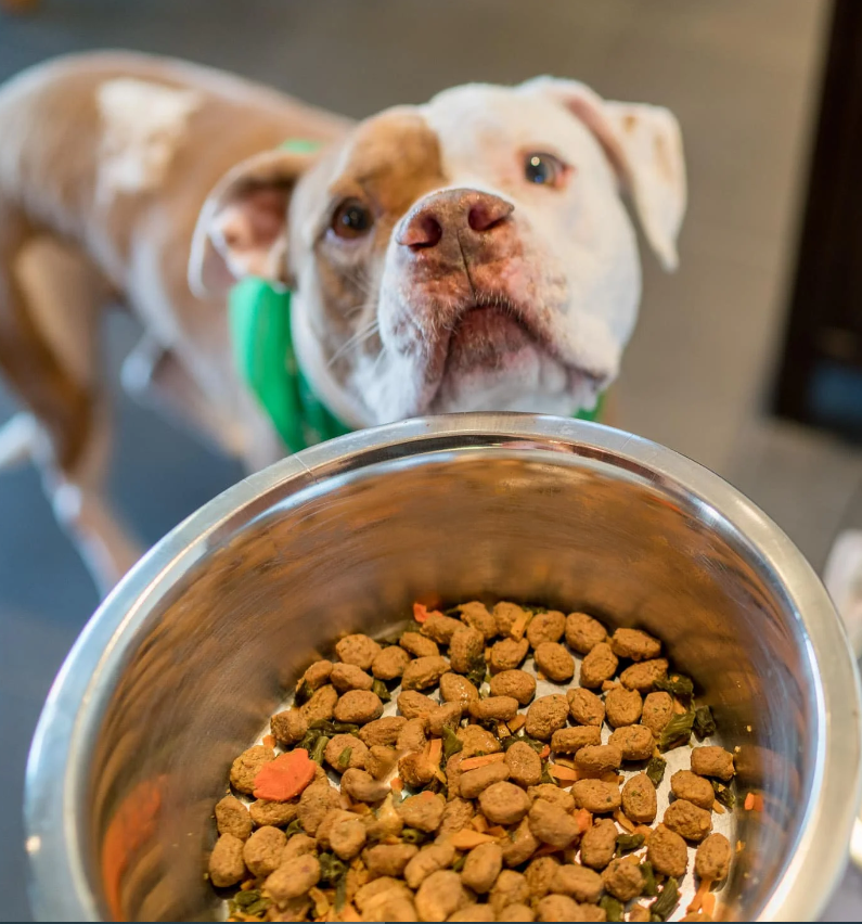 Best Pet Food Brands